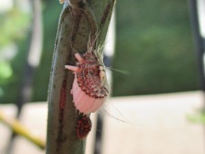 %e3%82%ab%e3%82%a4%e3%82%ac%e3%83%a9%e3%83%a0%e3%82%b7%ef%bc%92