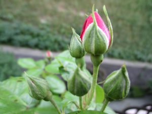 %e3%81%a4%e3%81%bc%e3%81%bf