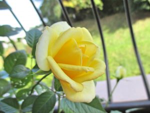 %e3%83%a2%e3%83%b3%e3%82%bf%e3%82%ae%e3%83%a5%e3%83%bc%e7%a7%8b%e8%8a%b1