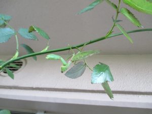 %e9%80%86%e3%81%95%e3%82%ab%e3%83%9e%e3%81%95%e3%82%93