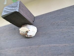 %e3%82%ab%e3%83%9e%e3%82%ad%e3%83%aa%e3%81%ae%e5%8d%b5