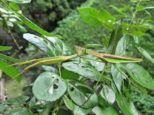 %ef%bc%99%e6%9c%88%e3%81%ae%e3%82%ab%e3%83%9e%e3%81%95%e3%82%93