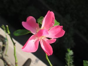 %e3%82%a2%e3%83%b3%e3%82%b8%e3%82%a7%e3%83%a9%e7%a7%8b%e8%8a%b1