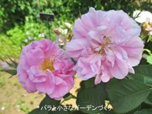 香りの強いおすすめバラの図鑑1～3/花色別