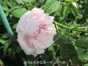 バラの下位分類/オールド・ローズの特徴と主な系統をご紹介！