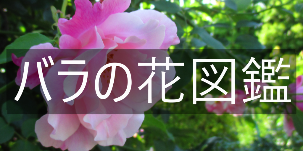 バラの分類/バラの花びらの形状には7つの種類があります! | バラと小さなガーデンづくり