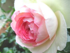 ピエール・ドゥ・ロンサール（ピエールドゥロンサール）の特徴と育て方｜初心者にも人気のつるバラ