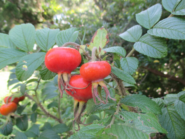 初心者は バラを種から育てる なんて しない バラの種も市販していない バラと小さなガーデンづくり