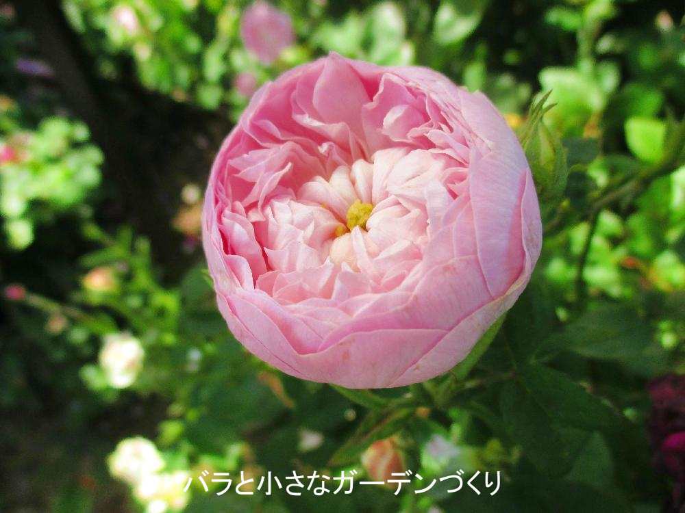 バラの分類 多彩なバラの花形 高芯咲き カップ咲き ロゼット咲き 咲き方の種類いろいろ バラと小さなガーデンづくり
