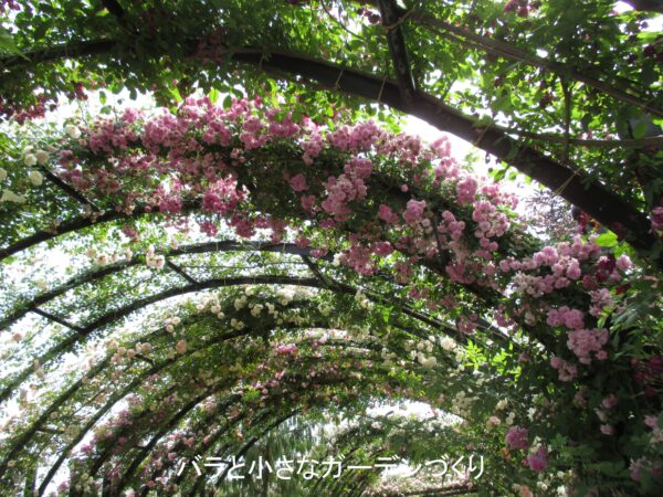 横浜イングリッシュガーデン