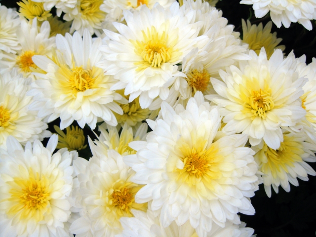 dc6e4de84ea695a986d24b3004a4e54f_s