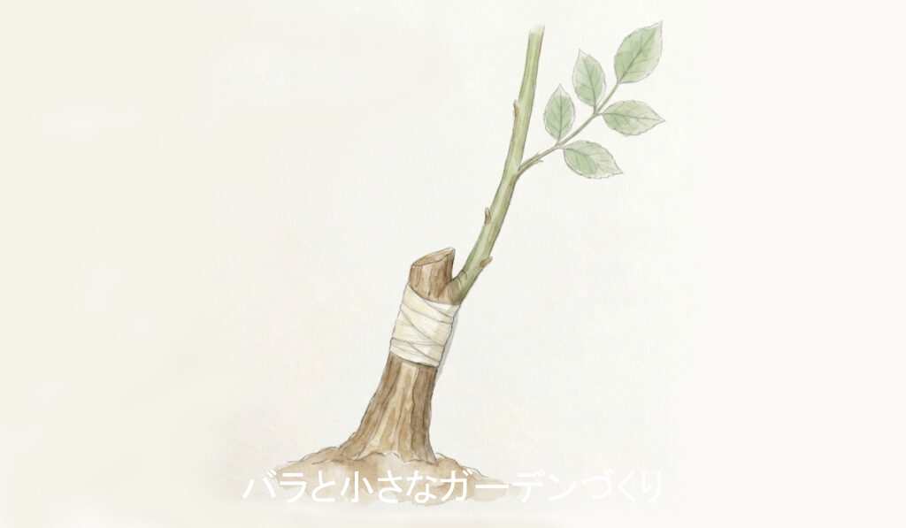 バラ苗は枝を接木してつくる