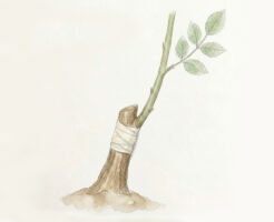 バラ苗は枝を接木してつくる