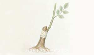 バラ苗の3つの種類「新苗」「大苗」「鉢苗」。それぞれの特徴とメリット・デメリットを分かりやすくご紹介！