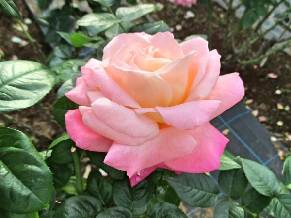 %e3%82%b7%e3%82%ab%e3%82%b4%e3%83%94%e3%83%bc%e3%82%b9