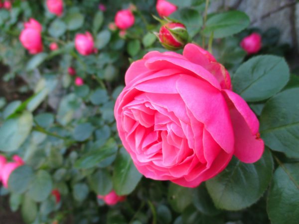 バラの花図鑑/「レオナルド・ダ・ヴィンチ」は、雨による花傷みなく花もちが良いバラ。病気に強くファースト・ローズにもおすすめ！ バラと小さなガーデン づくり