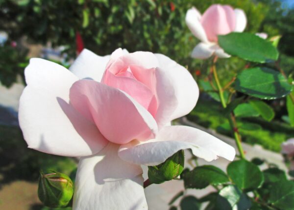 %e3%83%8b%e3%83%a5%e3%83%bc%e3%83%89%e3%83%bc%e3%83%b3