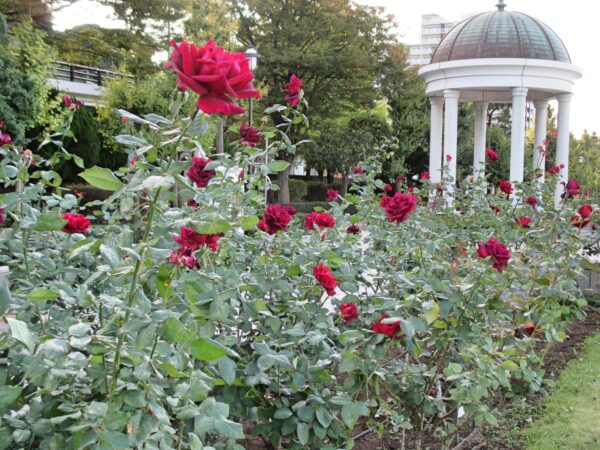 %e3%83%91%e3%83%91%e3%83%a1%e3%82%a4%e3%82%a2%e3%83%b3%e7%a7%8b%ef%bc%95