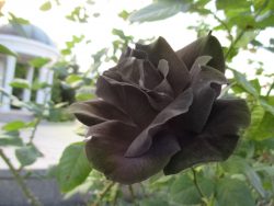 だまされないで トルコだけに咲く貴重な漆黒のバラ はデマ バラと小さなガーデンづくり