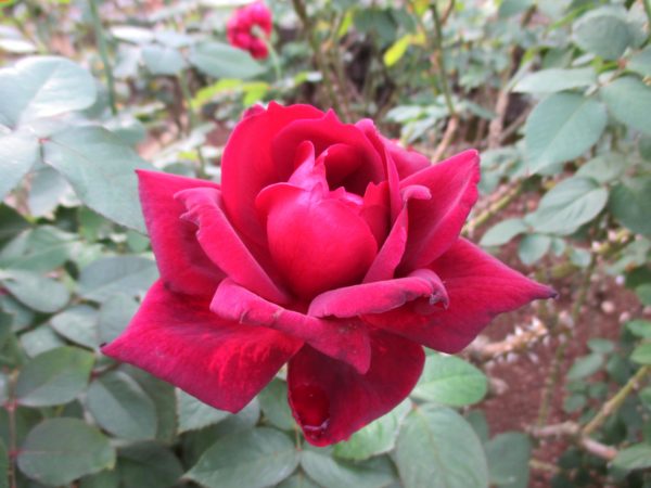 %e3%82%aa%e3%82%af%e3%83%a9%e3%83%9b%e3%83%9e