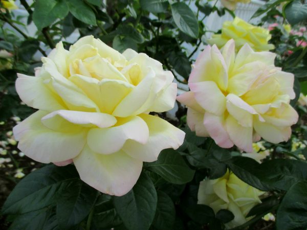 %e3%83%94%e3%83%bc%e3%82%b9%ef%bc%91