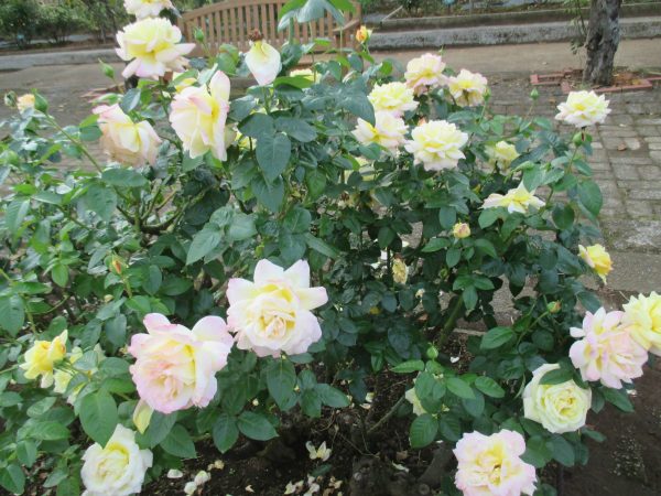 %e3%83%94%e3%83%bc%e3%82%b9%ef%bc%92