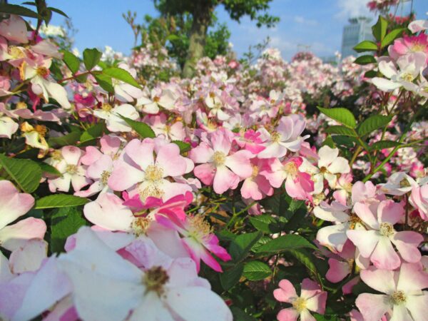 %e6%a1%9c%e6%9c%a8-%e6%98%a5