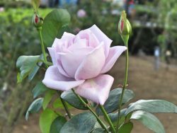 魅惑の青いバラ 改良の歴史と 初心者でも育てやすい新しい青バラ品種をご紹介 バラと小さなガーデンづくり