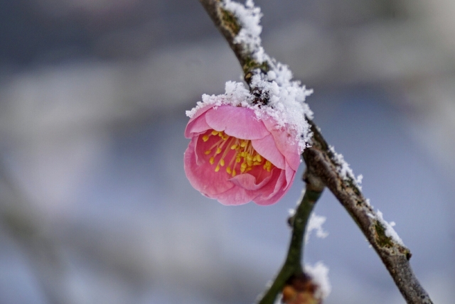 雪中四友 せっちゅうのしゆう って何のことか知ってる バラと小さなガーデンづくり