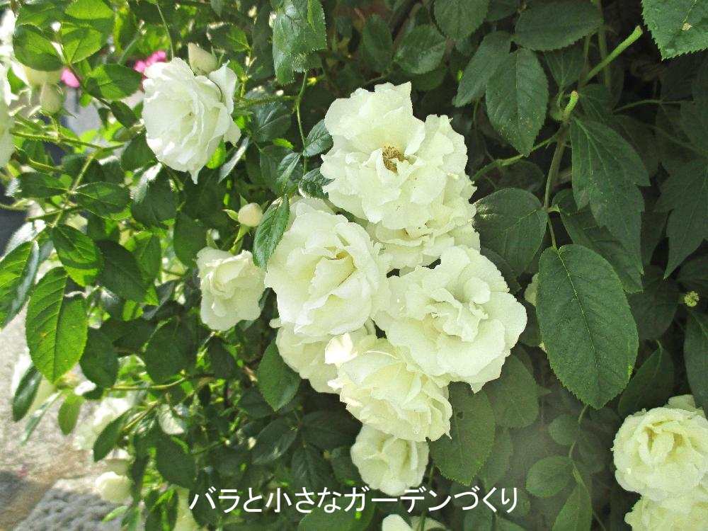 バラの花図鑑 つるサマー スノー は ガーデンでもっとも使いやすい白つるバラのひとつ バラと小さなガーデンづくり