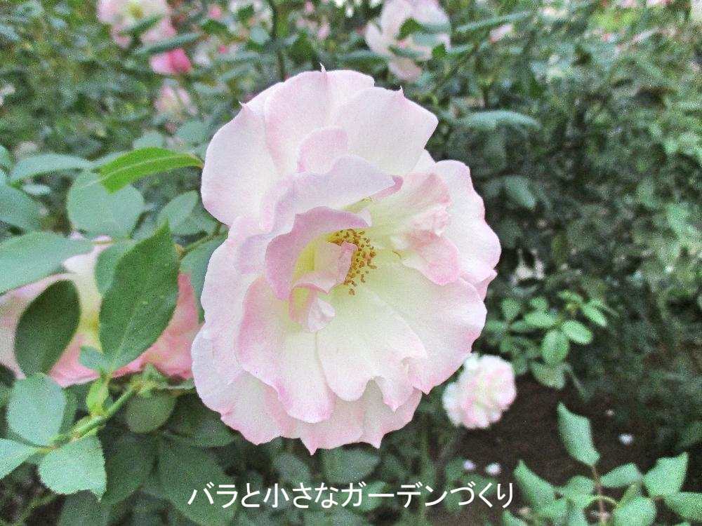 バラの花図鑑 マチルダ は 花付き 花もちも良い淡い蛍光ピンクの愛らしいバラ バラと小さなガーデンづくり