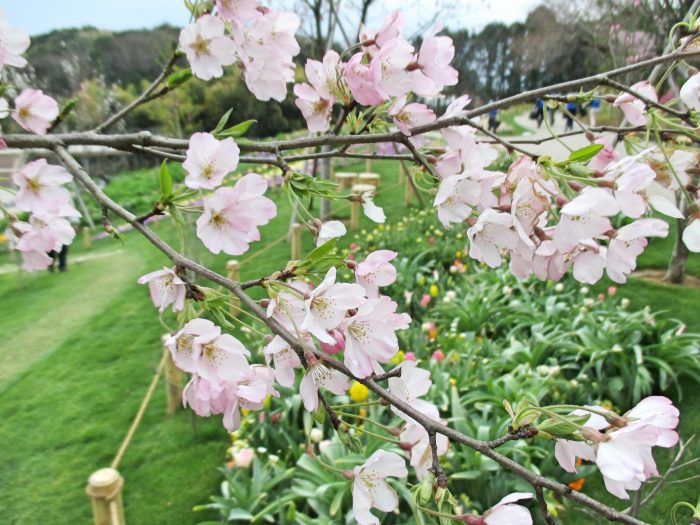 やや濃いピンク色のジンダイアケボノ