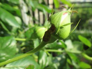 害虫被害かじられたバラの蕾