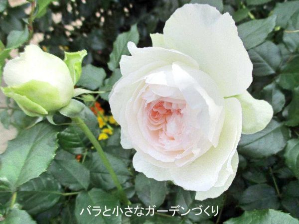 バラの花図鑑 ボレロ はロザリアン大絶賛の素晴らしいバラ 花姿 香り 育てやすさも満点 バラと小さなガーデンづくり