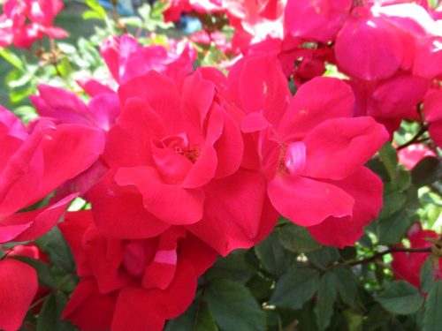 バラの花図鑑 ノックアウト は ローメンテナンスで抜群の花付き もっとも育てやすいバラのひとつ バラと小さなガーデンづくり