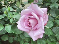 バラの花図鑑 ブルームーン は整った花形 強香 しかも育てやすい 紫バラを代表する歴史的名花 バラと小さなガーデンづくり