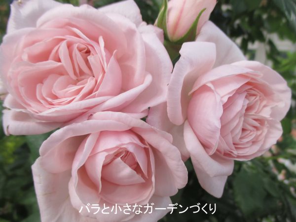 香りのバラ図鑑2/淡ピンク・ピンク・ローズ色のバラ＜強香バラの花色別 