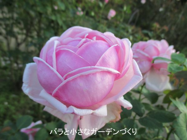 バラの花図鑑 ラ フランス は モダン ローズの扉を開いた歴史的名花 バラと小さなガーデンづくり