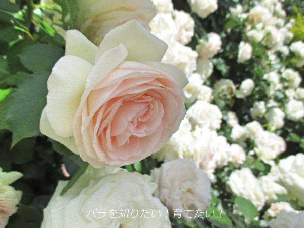 今 皆に選ばれている人気のバラ 新苗 は コレ 21年5月版 バラと小さなガーデンづくり