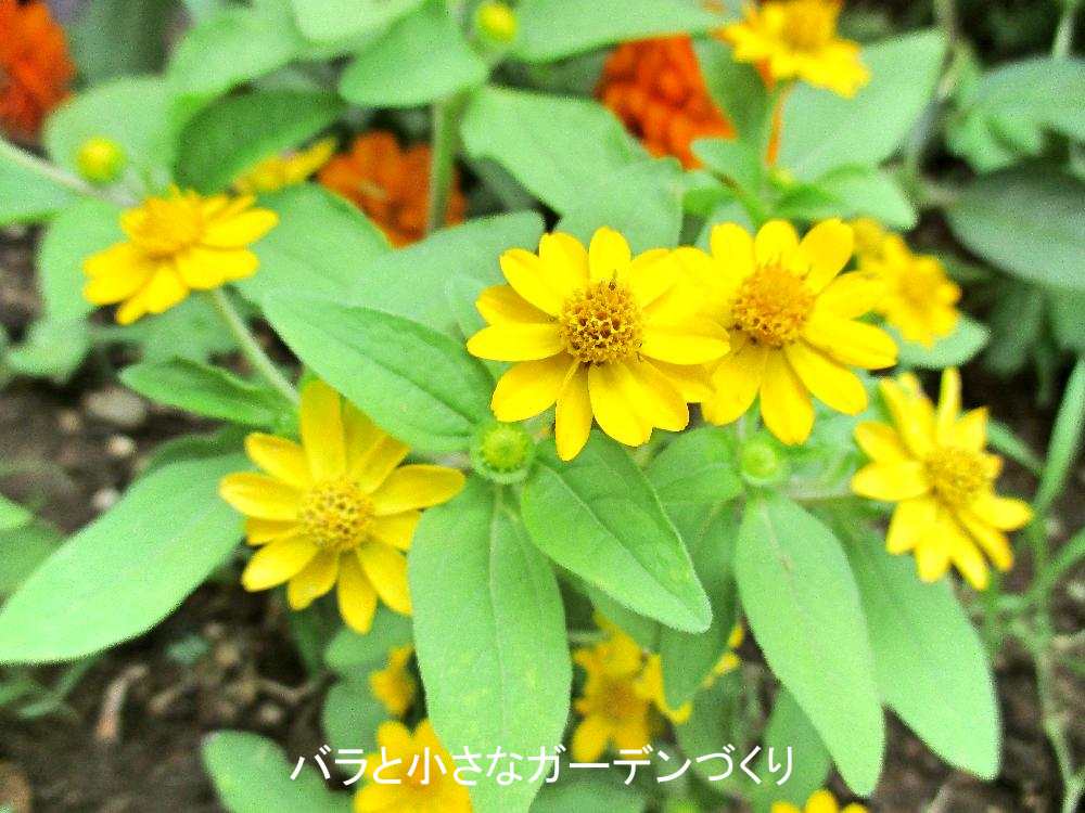 メランポジウムは夏花壇に欠かせない 育て方とガーデニング実例を紹介 バラと小さなガーデンづくり