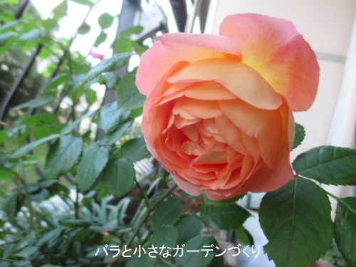 バラの花図鑑 レディ エマ ハミルトン は 初心者のファーストローズにイチオシの育てやすいバラ 花も香りも素晴らしい バラと小さなガーデンづくり