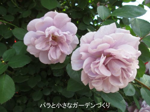 バラの花図鑑 レイニー ブルー は枝先1mちょいの小さなつるバラ 淡い紫色がエレガント バラと小さなガーデンづくり