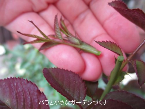 バラ栽培での ピンチ とは その種類と効果 さまざまな ピンチのやり方 まとめ バラと小さなガーデンづくり