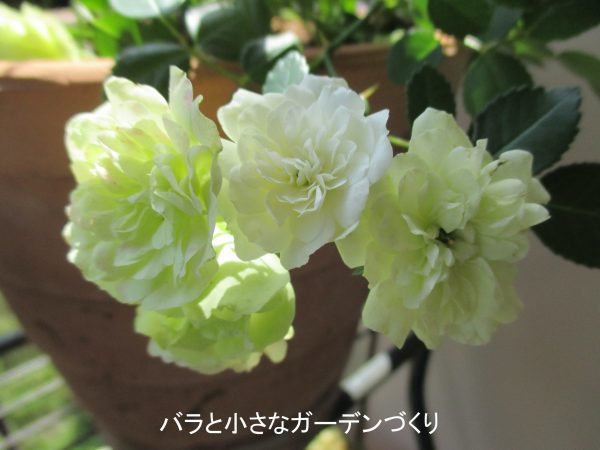 バラの花図鑑 グリーンアイス は 白緑の花色が人気のミニバラ しかも黒点病にもハダニにも強い バラと小さなガーデンづくり