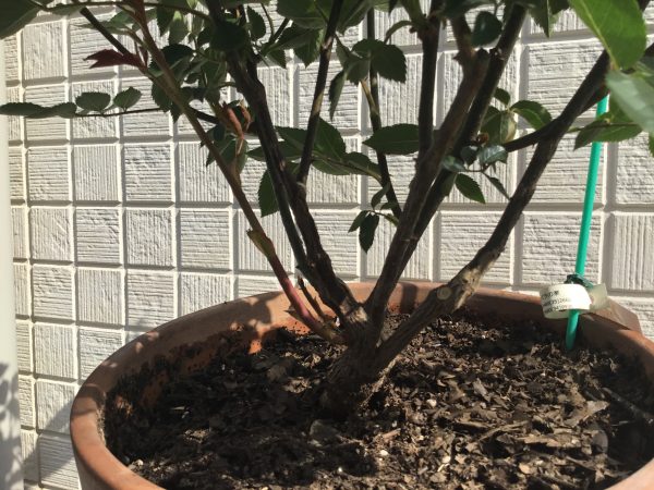 ガブリエルのシュート