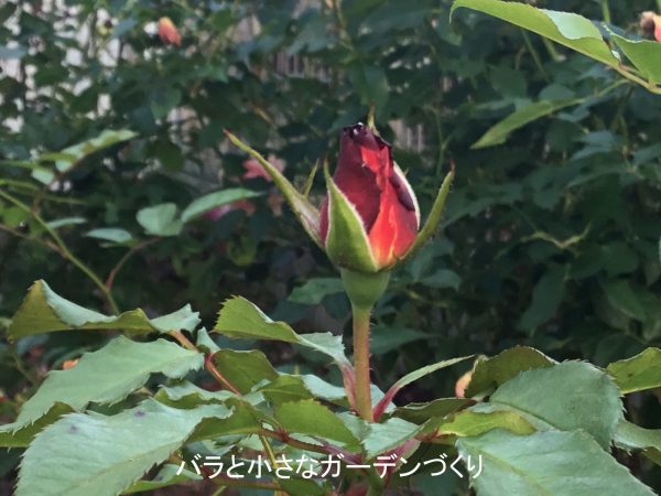 フォースオブジュライ11月10日