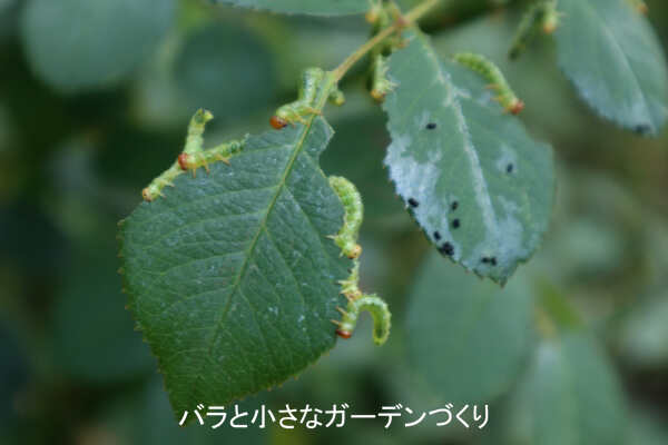バラの葉を食べる小さなイモムシ チュウレンジハバチ の予防と駆除のしかた バラと小さなガーデンづくり
