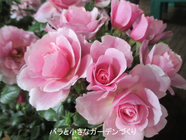 バラ初心者におすすめのバラ図鑑3 ピンク色 淡いピンク色のバラ 鉢で育てやすいバラの花色別 品種一覧 バラと小さなガーデンづくり