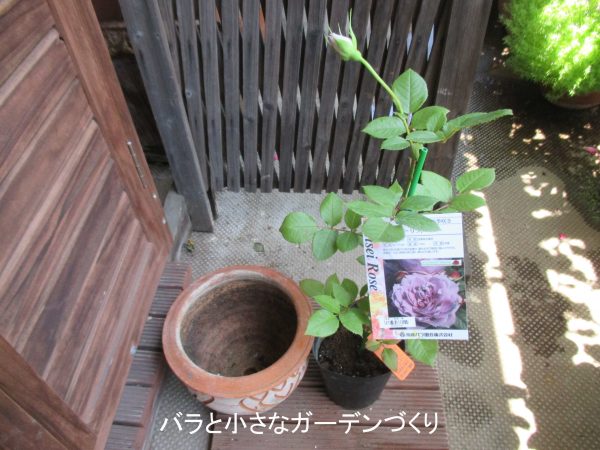 初心者応援 木立ち樹形 ブッシュ樹形 のバラの育て方 新苗から鉢で育てる方法 毎月の手入れを分かりやすく バラと小さなガーデンづくり
