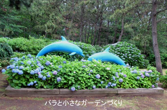 八景島 神奈川県横浜市 あじさい祭り 見頃 口コミ アクセス情報 2万株のあじさいと海やメリーゴーラウンドとのコラボが楽しめる バラと小さなガーデンづくり